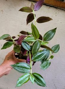 Combo Money Plant &amp; Zebrenia Plants 🌱