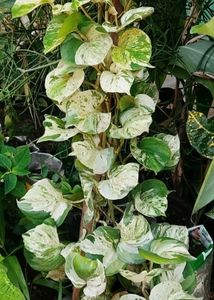 Manjula Pothos 3 Leafs Cutting Available