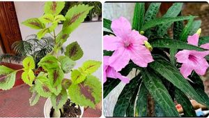 Pack 2 Colues & 🪴Mexican petunia plants & Pot
