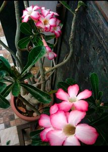 Adenium Obseum Seeds 5seeds For ₹50 I Have Many