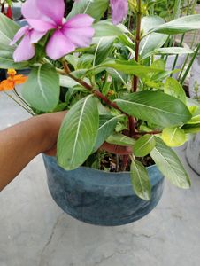 3 Plant Combo with Rooted