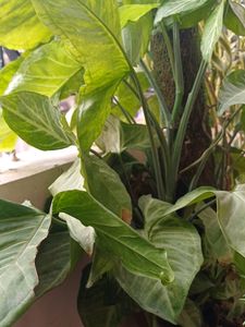 Syngonium plant stalks , Multiple Pcs Available