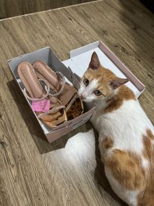Sparkling Rose Gold Heels