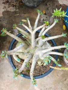 Unique Adenium Plant