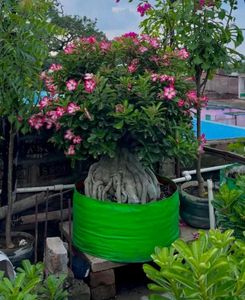 Beautiful Desert Rose Plant( adenium arebicum)