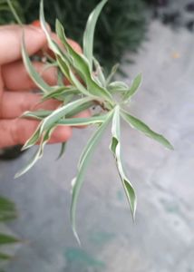 Beautiful Assorted Houseplants