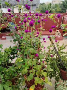 pogada banthi seeds