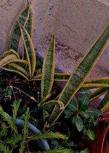 COMBO OF 4 AIR PURIFIER PLANTS