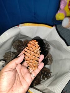 Natural Pine Cones