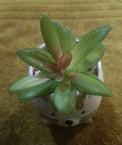 3-Pcs Combo Cute Artificial Succulent Set