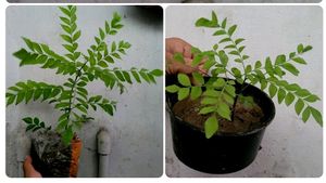 Combo Curry Leaves Plants