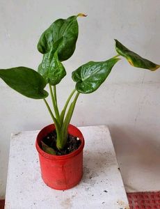 Alocasia cucullata (Elephant Ear) Plant &amp; Pot