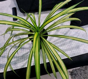 🌵Pandanus veitchii Plant 🪴 &amp; Pot