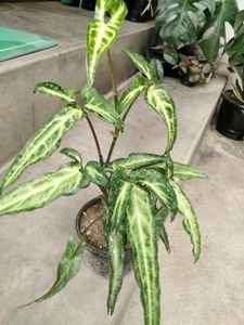 Assorted mix Live Plants Collection combo.