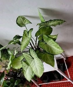 Set 2 Arrowhead &amp; Coleus Plants &amp; Pot