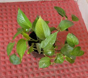 Evergreen Money Plant&amp; pot