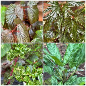26 Live Root Plants