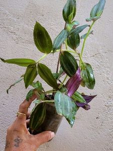 Pack 2  Celled Zebra Plants🌱 &amp; pots