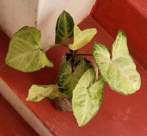 Arrowhead Plant 🌵
