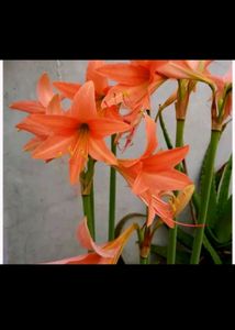 5 Plant with Rooted