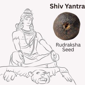 Orginal Shiv Rudraksha