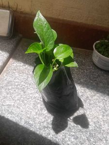 Variegated Real Plants Combo