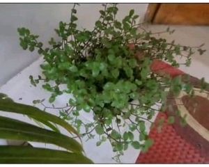 Turtle Vine Plants &amp; Pot