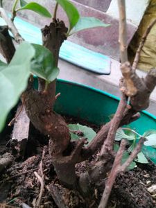 multi colour Matured Bougainvillea Plant