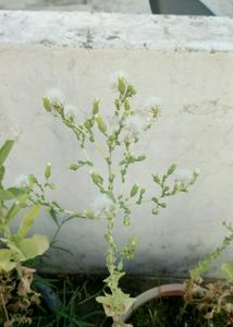 Plant Sprouts