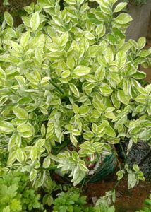 Variegated Dwarf Japanese Gardenia