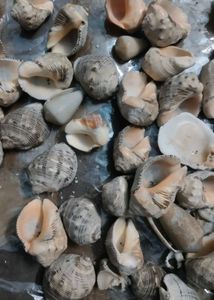 Seashells