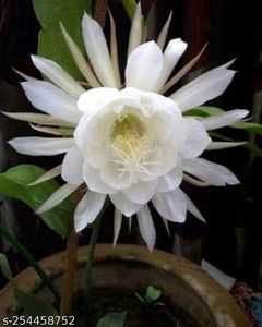 Bramh Kamal Flower Plant