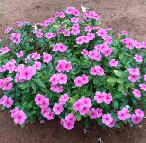 Vibrant Pink Periwinkle Flowers plant