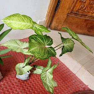Pack 2 Evergreen Money &amp; Arrowhead Plant 🪴