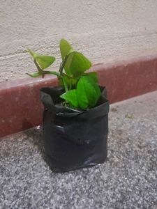 3 Healthy Pothos Plant Cutting potted in grow bag