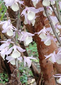 pink orchid plant