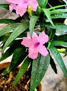 Pack 2 Colues &amp; 🪴Mexican petunia plants &amp; Pot