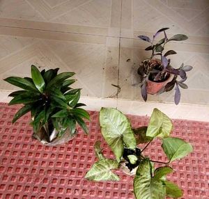 Set 3 Syngonium &amp; Pink Heat &amp; Arrowhead Plants