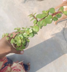 1Jade &amp; Leaf Plant