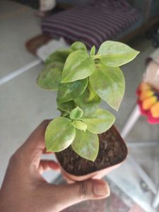 Cute Potted Baby Sunrose Plant