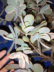 Combo Plants