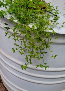 Set3 Spider &amp; Tradescantia fluminensis Plant