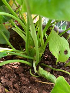 Philodendron Plants (2 )