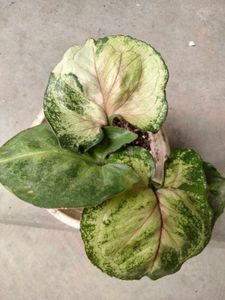 Assorted Potted Plants Bundle