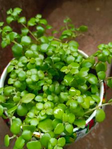 Turtle Vine Plant