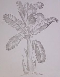 Still Life Shade Drawing