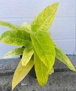 Philodendron golden calkins Plant
