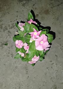 Hybrid Vinca Live Plants