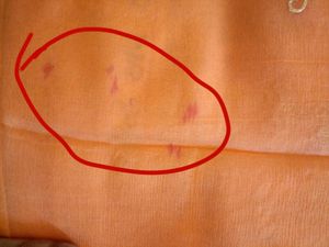 Beautiful Peach Saree with Red Blouse