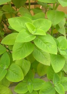 Ajwain Plant With Roots